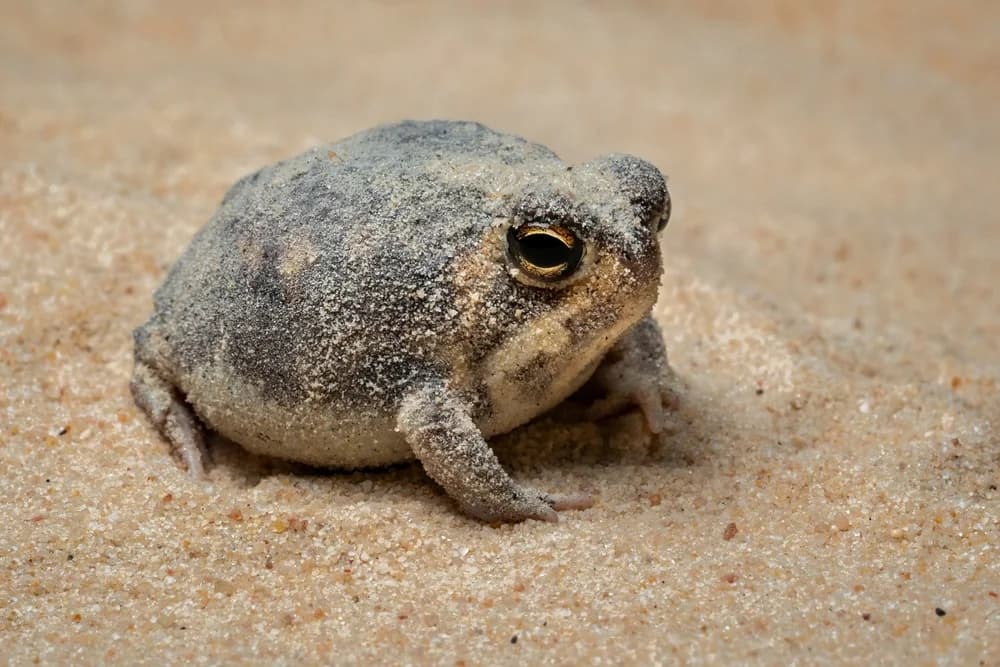 Kurzkopffrosch