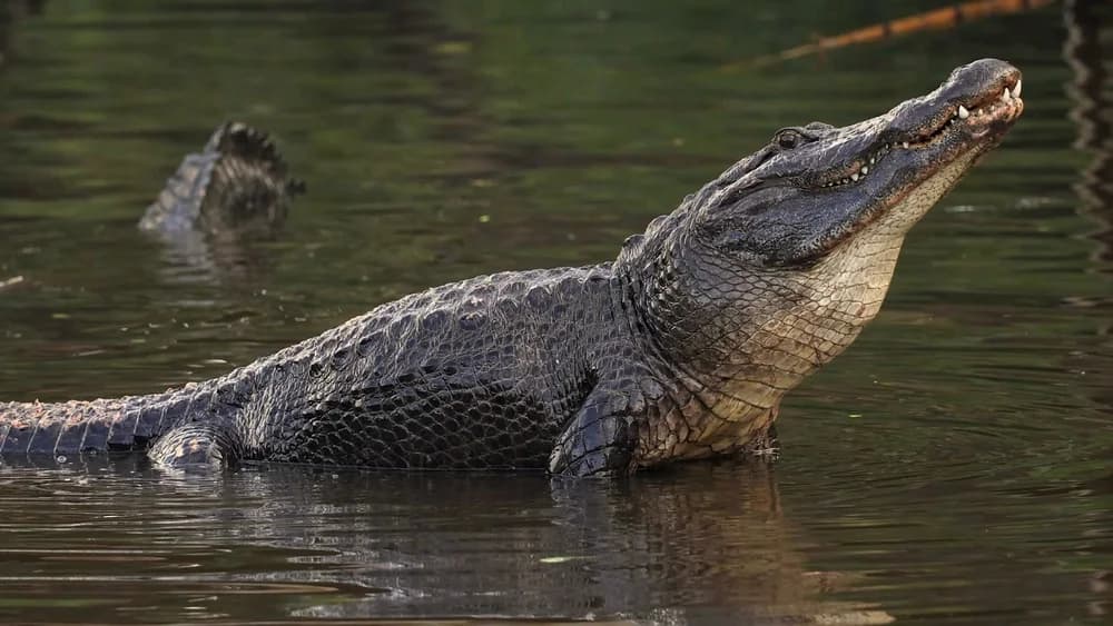 Mississippi-Alligator