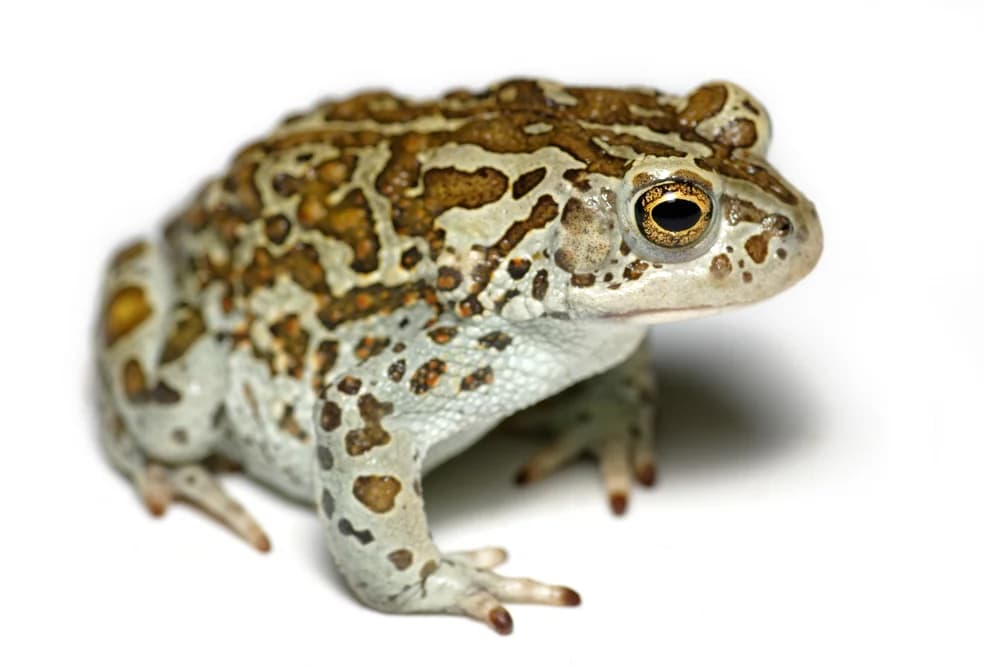 Mongolische Kröte