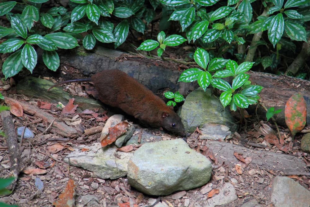 Moschus-Rattenkönguru