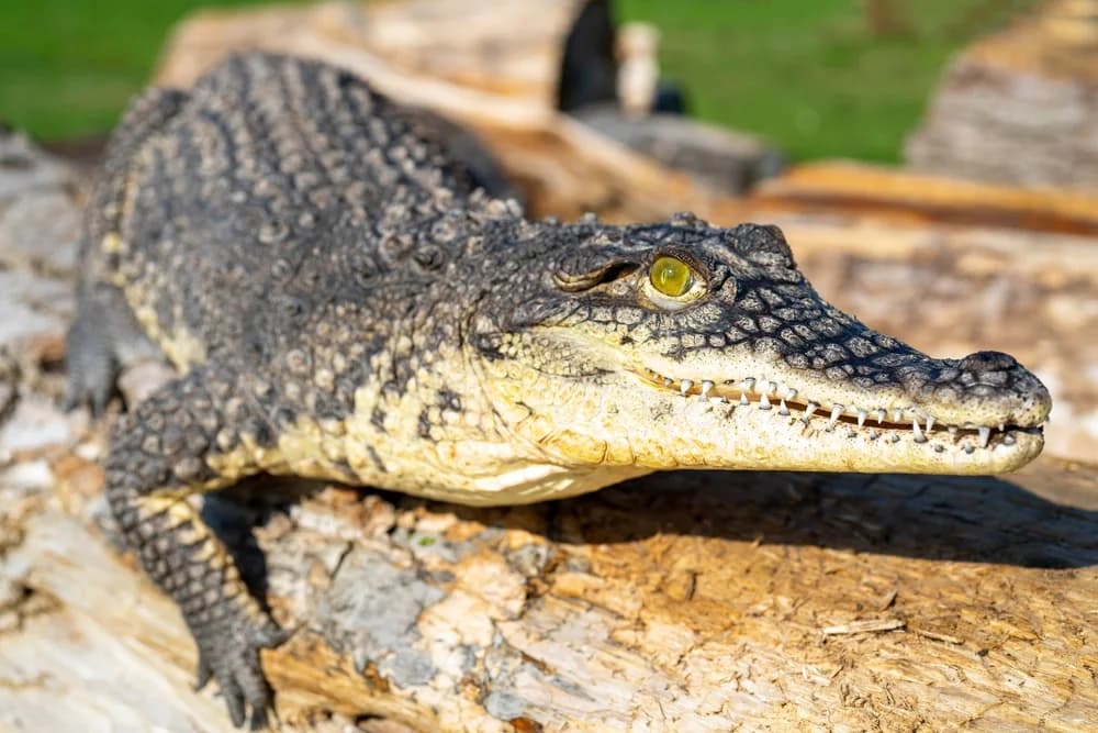 Nilkrokodil