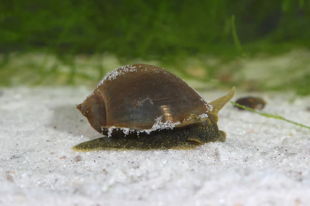 Ohrschlammschnecke