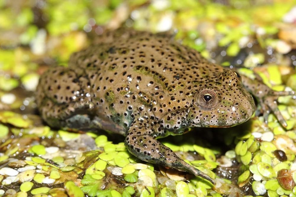 Rotbauchunke