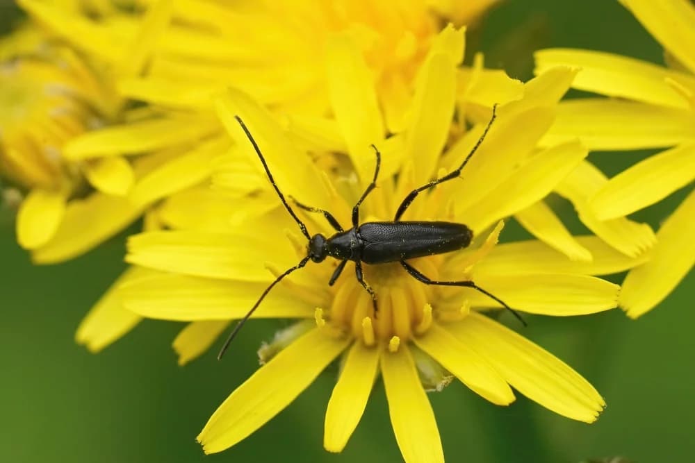 Closeup,On,A,Small,Dark,Black,Longhorn,Beetle,,Stenurella,Sitting