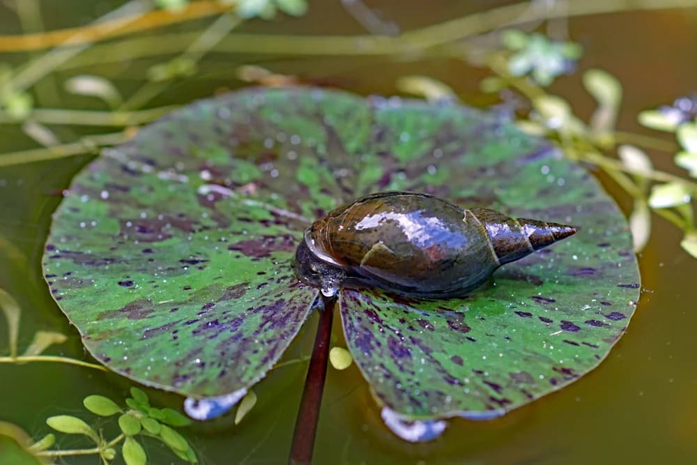 Spitzschlammschnecke