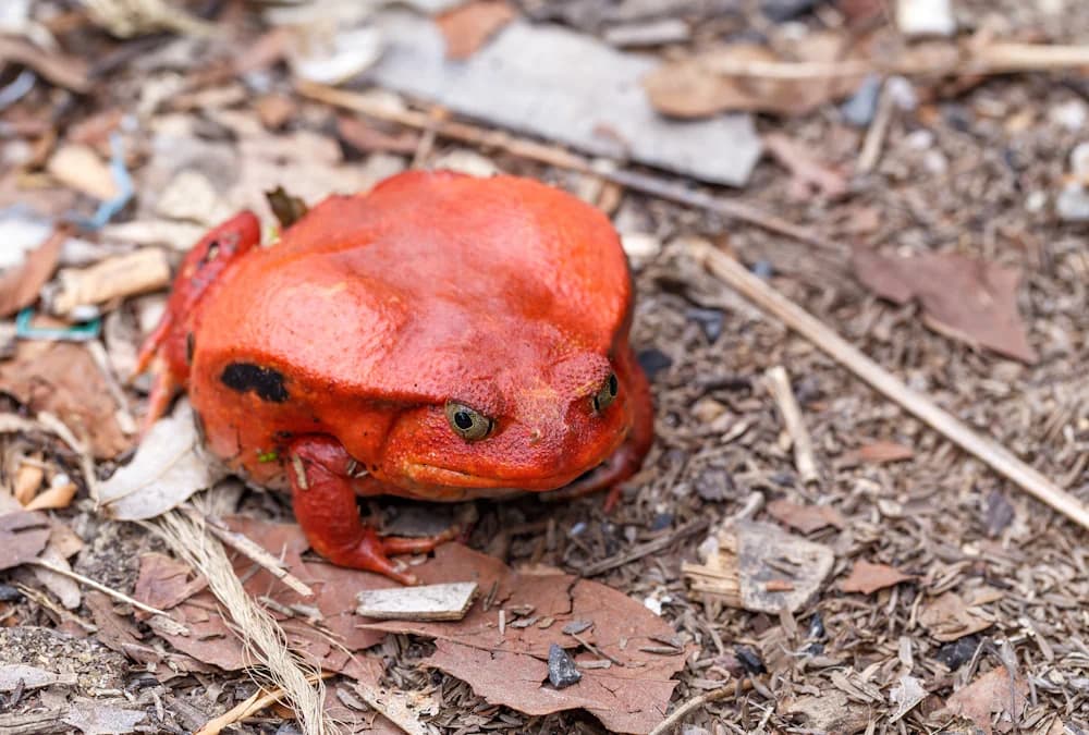 Tomatenfrosch (Dyscophus antongilii)