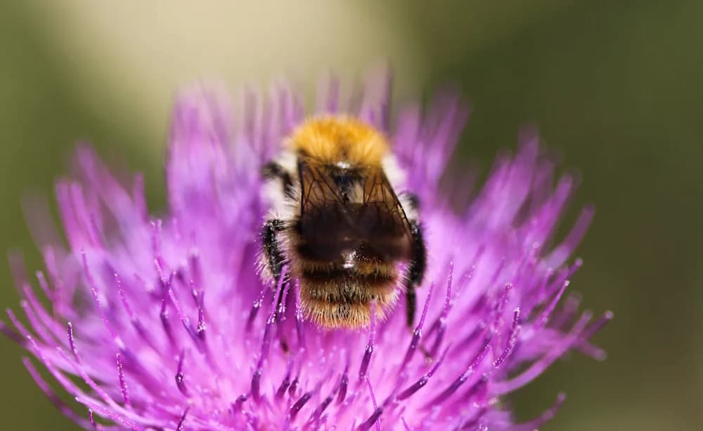 Veränderliche Hummel