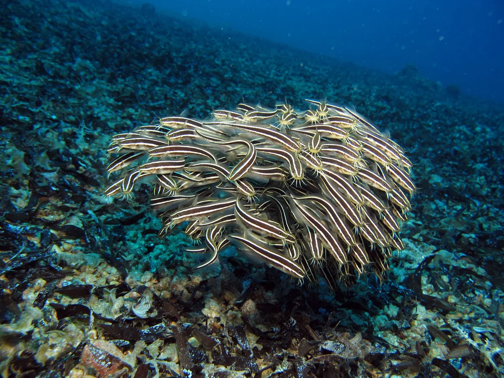 Aalwelse (Plotosidae)