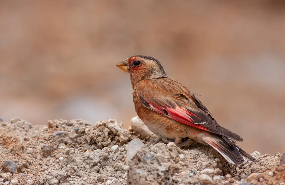 Abend-Grundammer (Rhdopechys sanguineus)