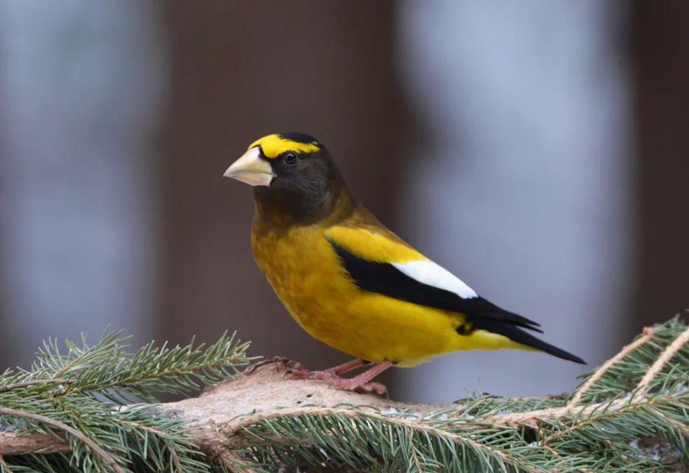 Abendkernbeißer (Coccothraustes vespertinus)