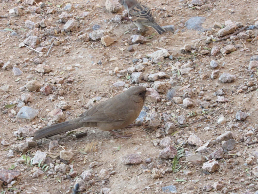 Abert-Waldsänger (Melozone aberti)