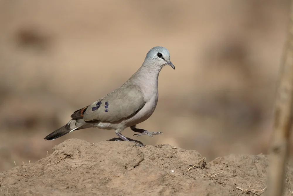 Abessinien-Turteltaube (Turtur abyssinicus)