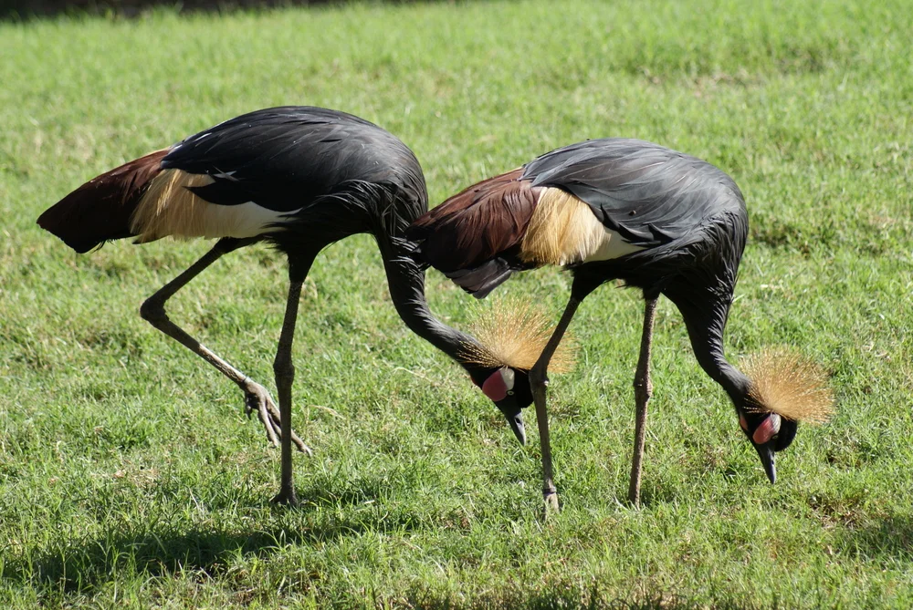 Abessinischer Kronenkranich (Balearica pavonina)