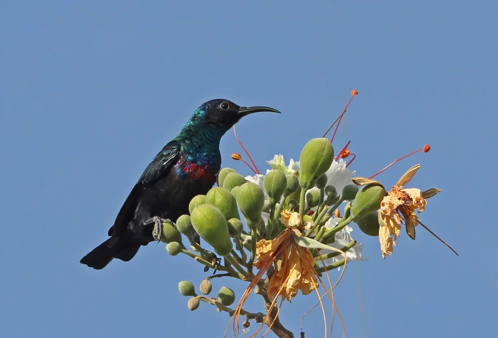 Abessinischer Nektarvogel (Cinnyris habessinicus)