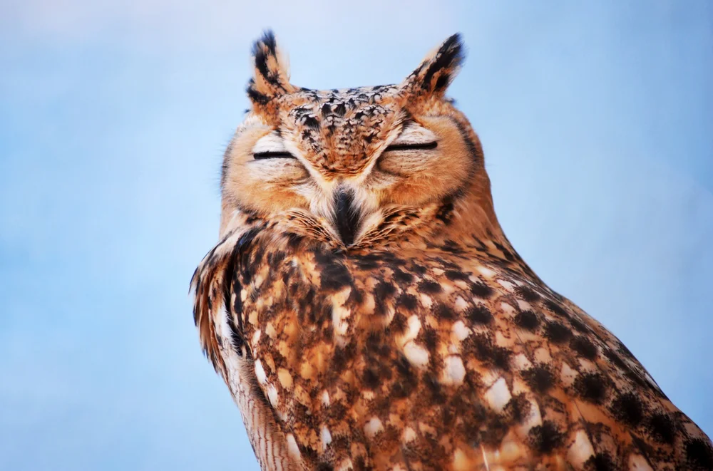 Abyssinian Owl (Asio capensis)
