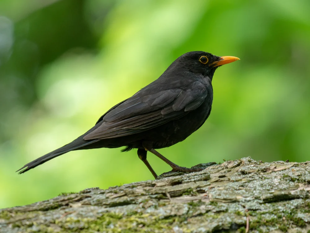 Abyssinien-Drossel (Turdus leucops)