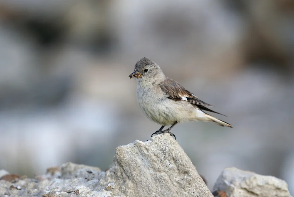 Adamsschneefink (Montifringilla adamsi)