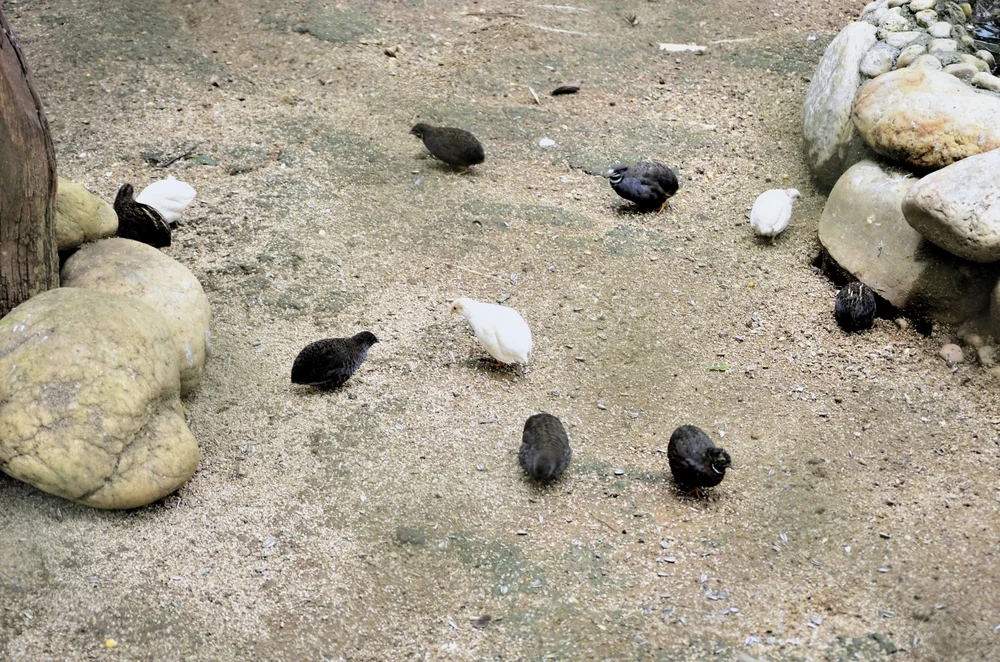 Adansons Wachtel (Coturnix adansonii)