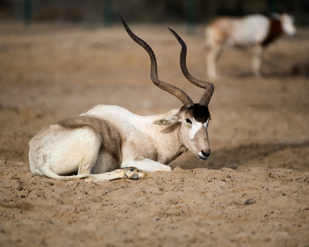 Addax