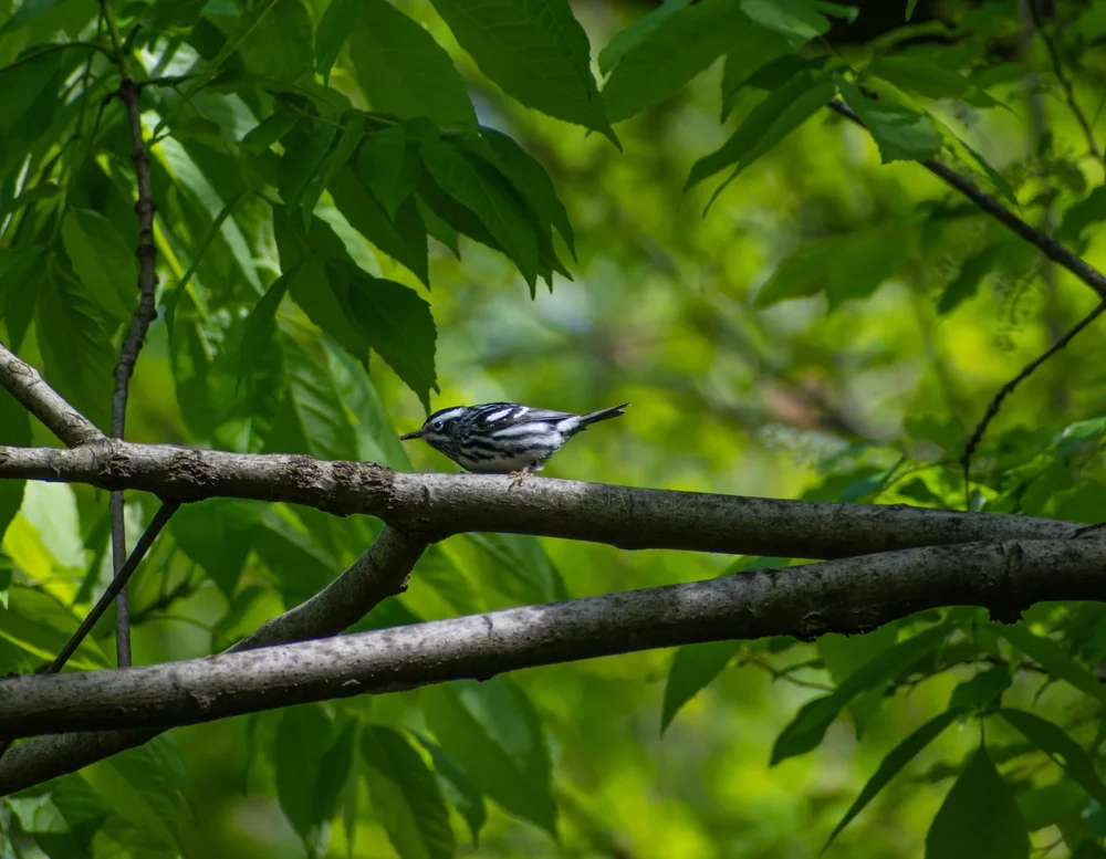 Adelaide-Waldsänger (Setophaga adelaidae)