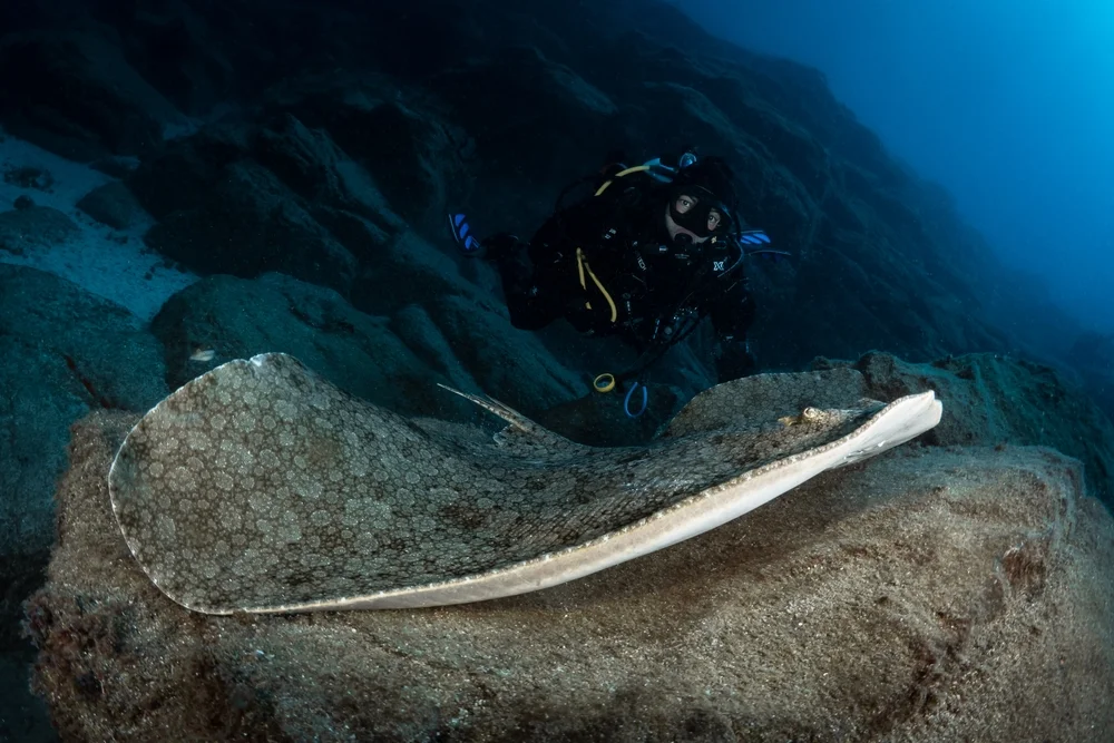 Adlerrochen (Gymnura)