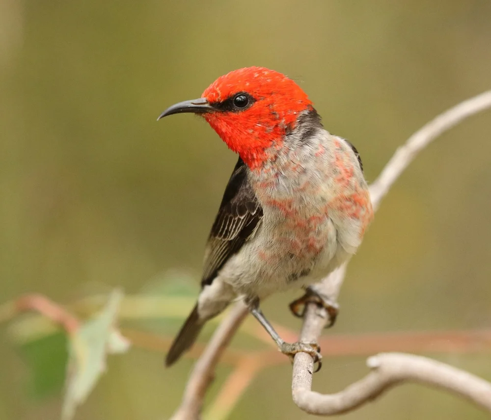 Adolphins Honigfresser (Myzomela adolphinae)