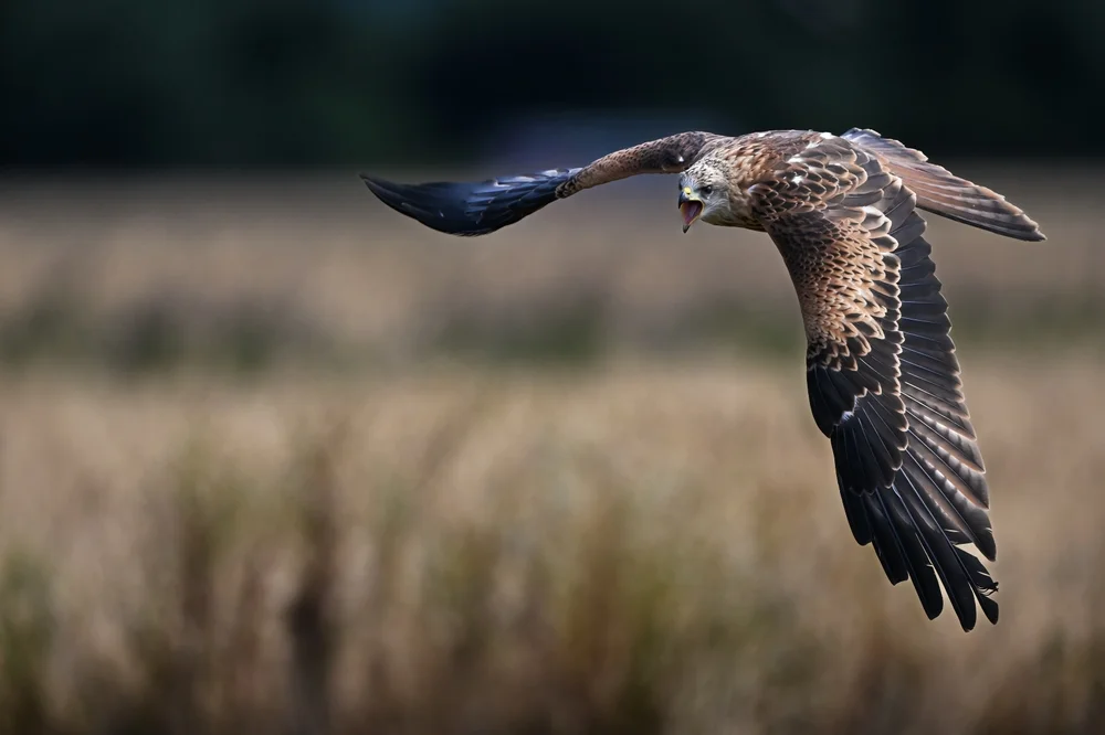 Ägyptenmilan (Milvus aegyptius)