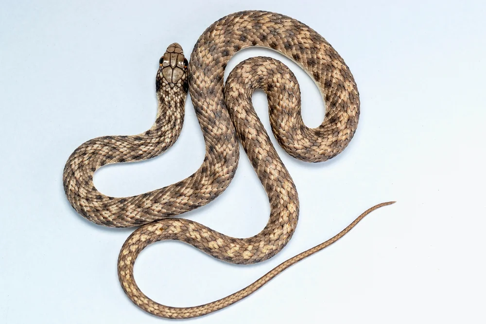 Ägyptische Sandrennatter (Malpolon moilensis)