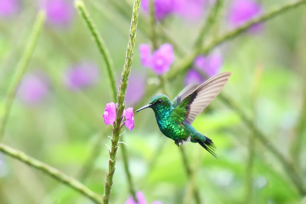 Ähnlicher Schmuckkolibri (Chlorostilbon assimilis)