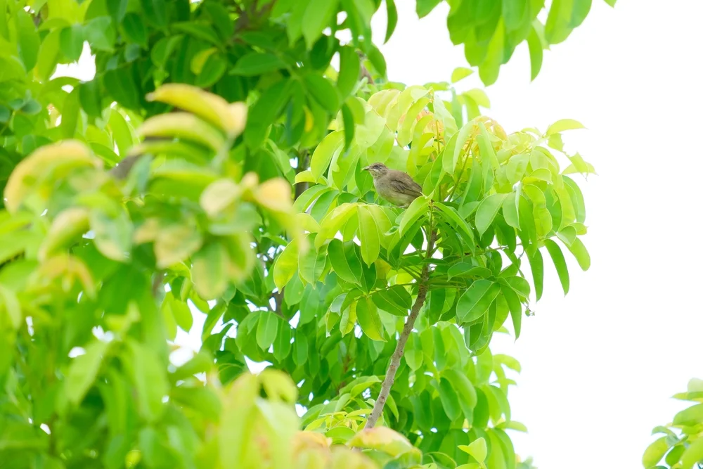 Ähnlicher Zwergameisenschlüpfer (Myrmotherula assimilis)