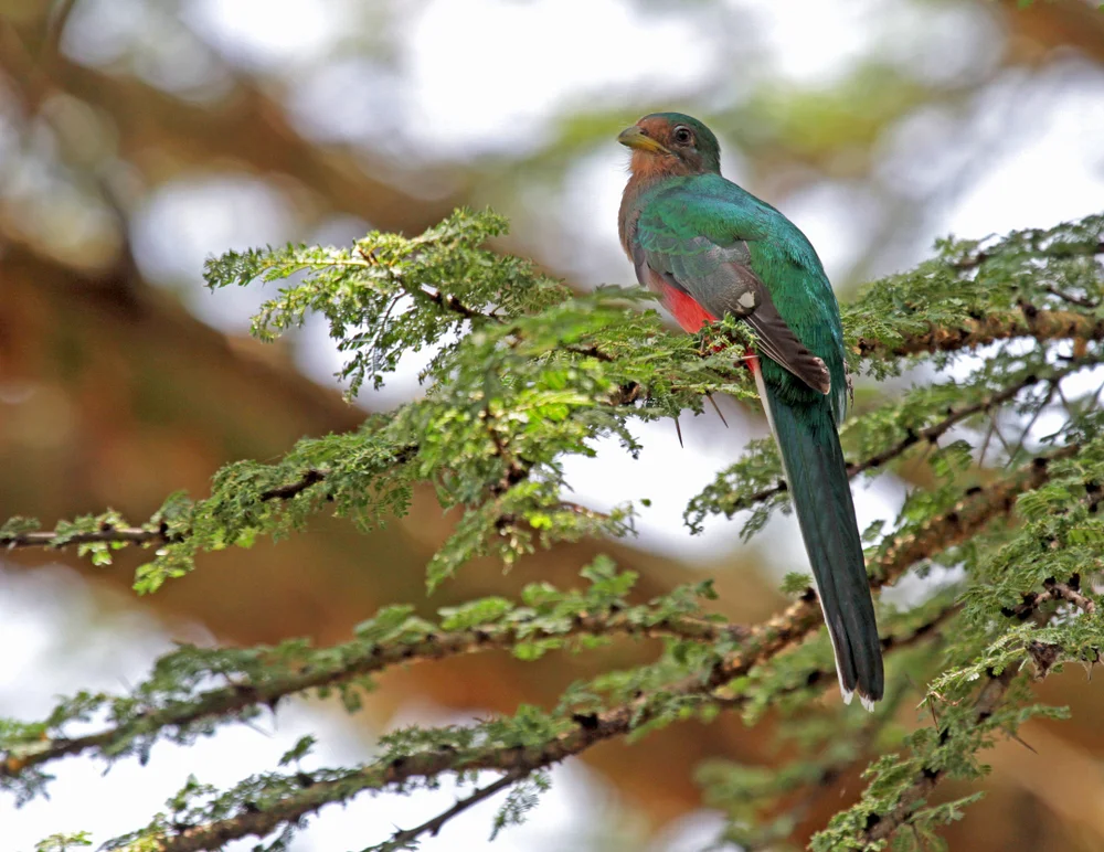 Äquatorial-Bartvogel (Apaloderma aequatoriale)