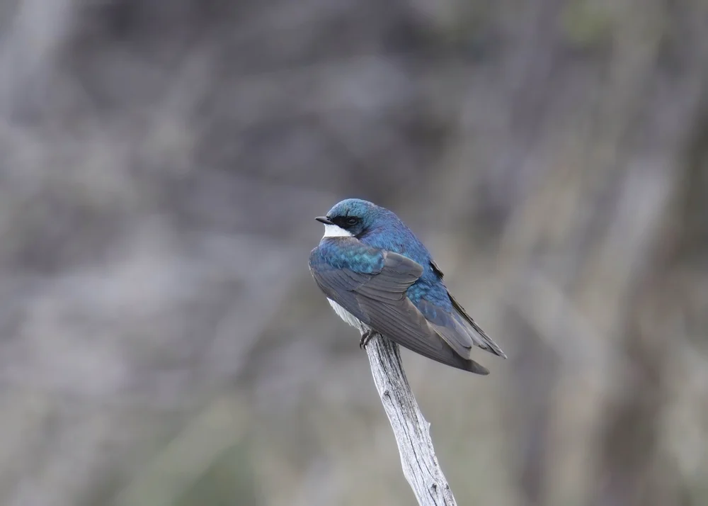 Äquatormöwe (Hirundo megaensis)