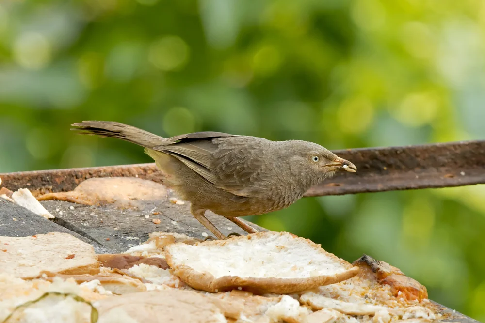 Äthiopien-Drossling (Turdoides affinis)