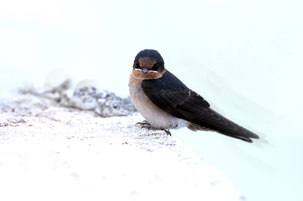 Äthiopische Rauchschwalbe (Hirundo aethiopica)