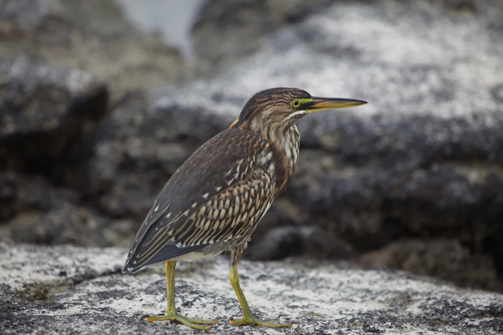 Äthiopischer Zwergreiher (Butorides sundevalli)