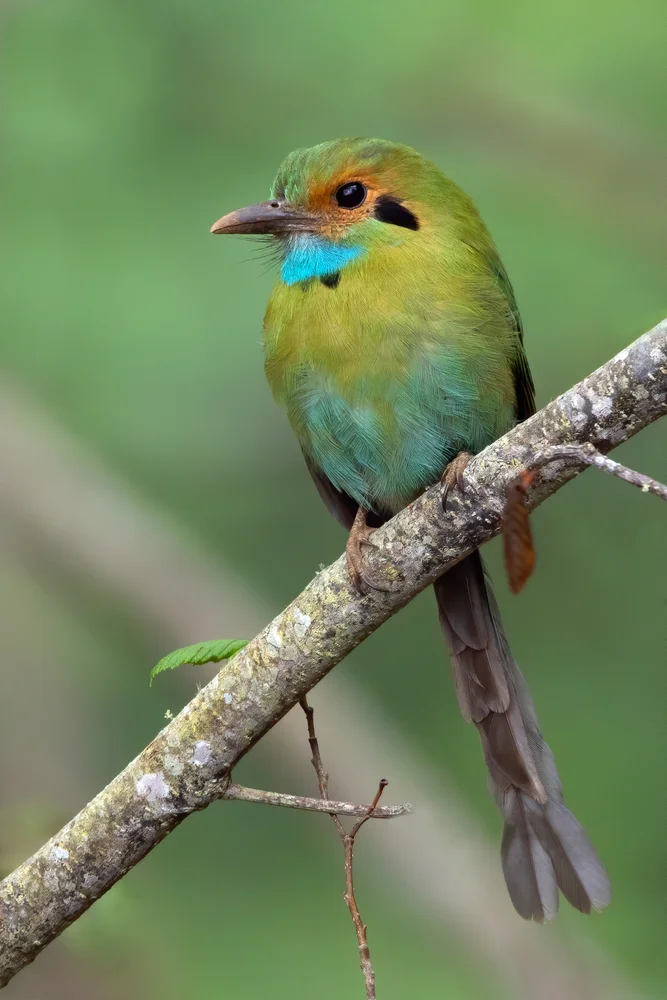 African Goshawk (Aspidelaps lubricus)
