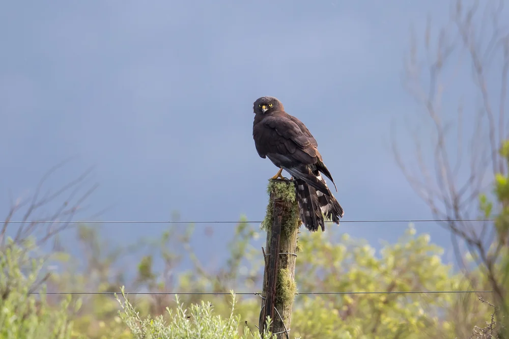 Afrikanische Lappenweihe (Circus maurus)