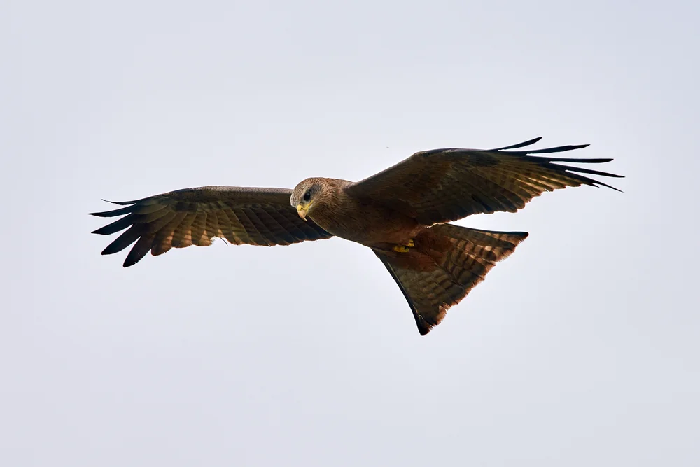 Afrikanische Sumpfweihe (Circus ranivorus)