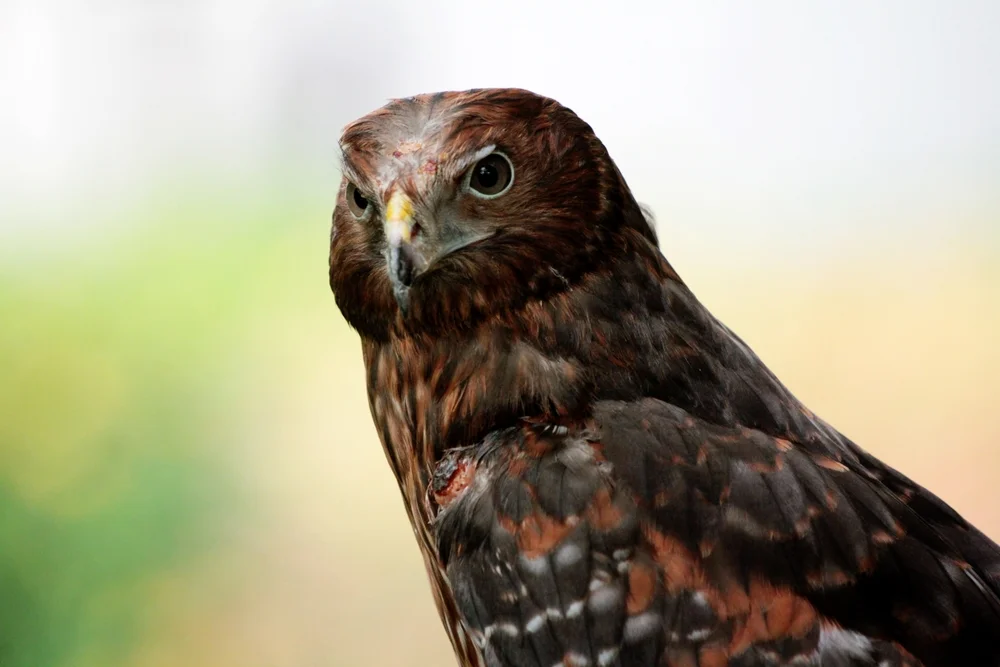 Afrikanische Weihe (Circus assimilis)