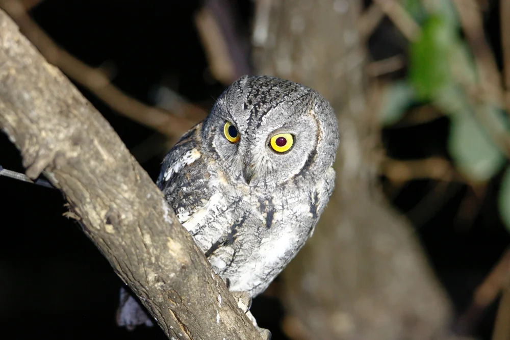 Afrikanische Zwergohreule (Otus senegalensis)