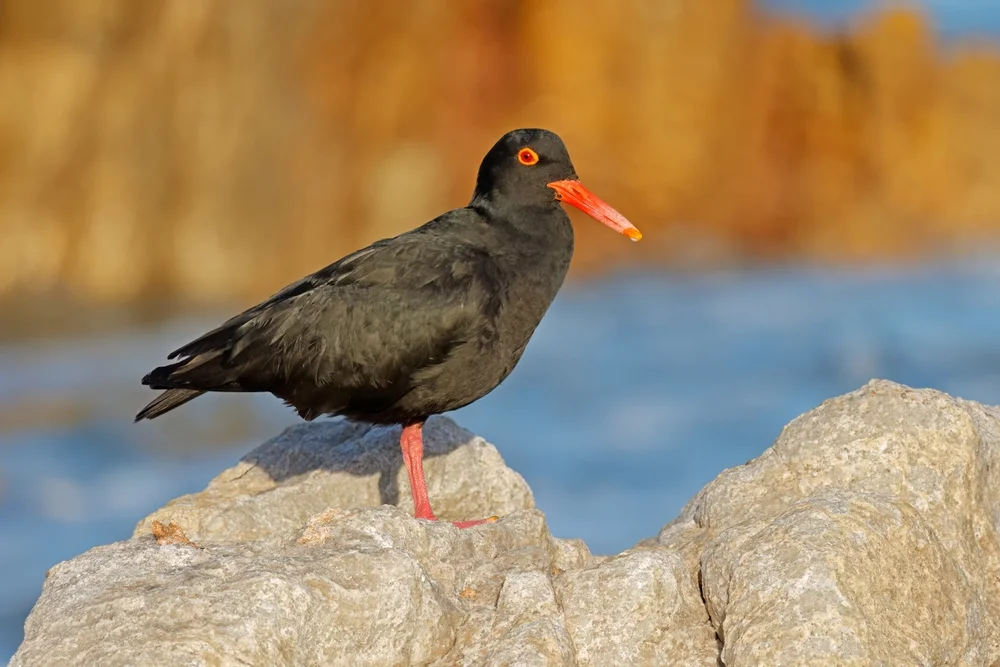Afrikanischer Austernfischer (Haematopus moquini)