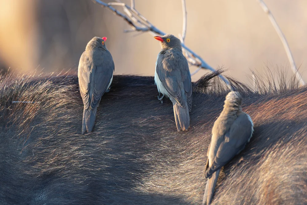 Afrikanischer Büffelstelzer (Buphagus africanus)