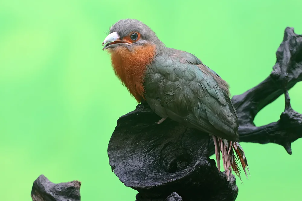 Afrikanischer Kuckuck (Cuculus pectoralis)