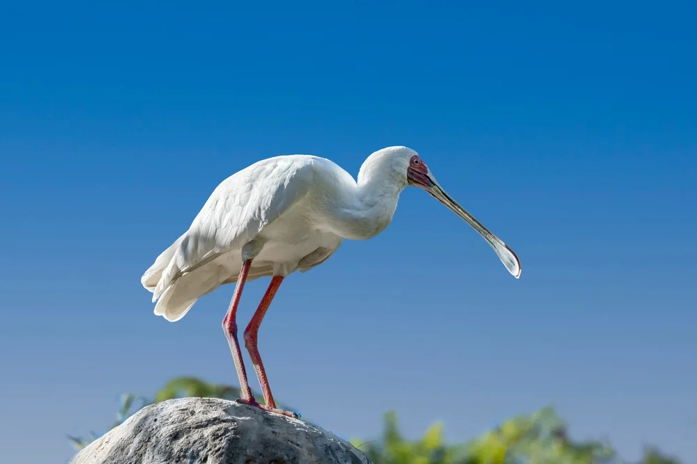 Afrikanischer Löffler (Platalea alba)