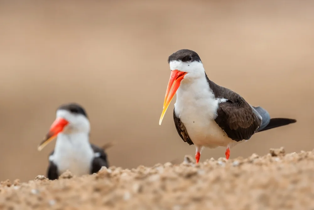 Afrikanischer Säbelschnäbler (Rynchops flavirostris)