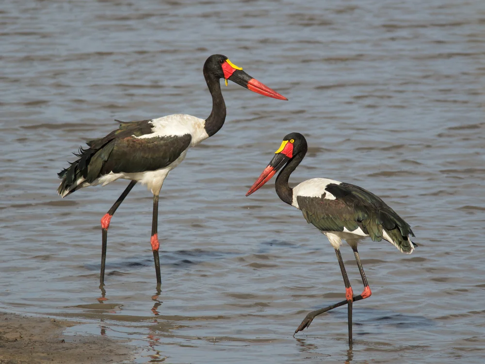 Afrikanischer Sattelstorchen (Ephippiorhynchus senegalensis)