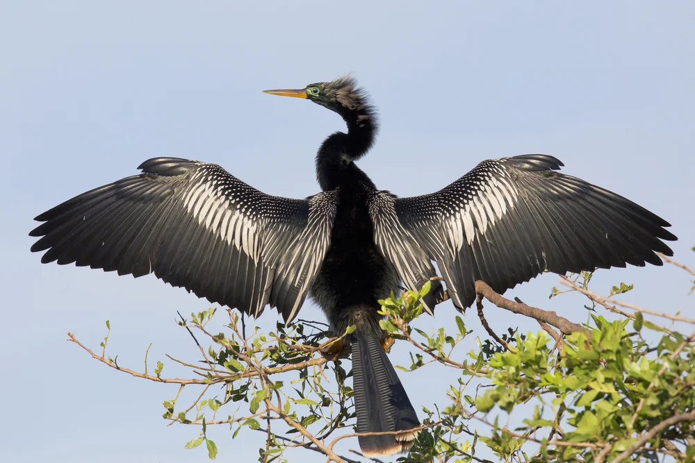 Afrikanischer Schlangenhalsvogel (Microcerbo africanus)