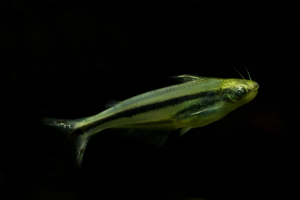 Afrikanischer Schmerlenwels (Pareutropius debauwi)