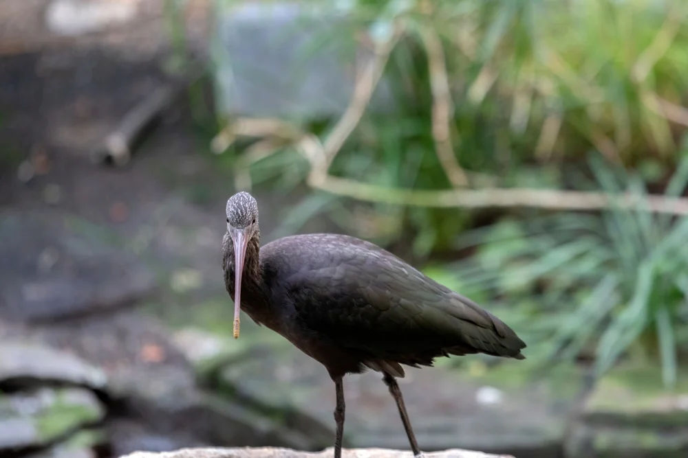 Afrikanischer Sichel-Ibis (Plegadis ridgwayi)
