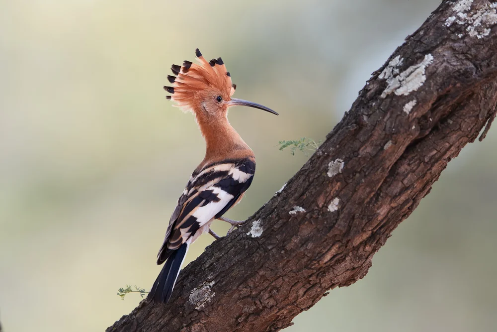 Afrikanischer Wiedehopf (Upupa africana)